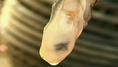 海委會調查野生牡蠣100%含微塑膠 烏溪出海口濃度最高