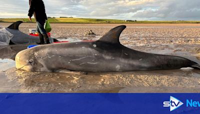 Locals help save three stranded dolphins washed ashore