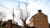 This Delaware tree where George Washington met generals is dying. How it's being honored.