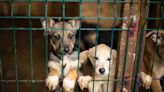 85 Dogs Rescued From North Carolina Puppy Mill Ready for Adoption