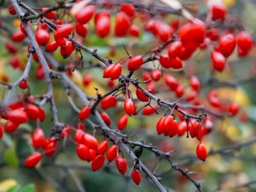 Oro rojo: esta es el desconocido fruto medicinal que mejora las defensas y alivia una gran cantidad de padecimientos