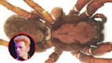 Scientist names new spider genus after David Bowie