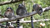 Global warming forcing monkeys and lemurs to climb down trees, study finds