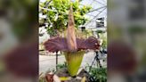 Photos: Corpse flower blooms at Colorado State University