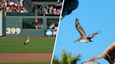'Rally Pelican' at Oracle Park needs your help. Here's why