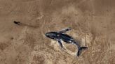 Pinamar: encuentran muerta a una ballena en la playa e investigan qué pasó