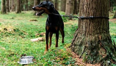 Abandoned Doberman Puppy Finds New Forever Home in UK