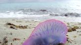 La carabela portuguesa causa alarma entre los bañistas: ¿Qué tiene esta medusa de especial?