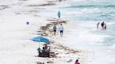 'June grass' washes up in PCB. Here's what the seaweed is and when it will be cleaned up.