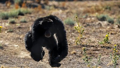 España abre el debate sobre los derechos de los grandes simios: 140 viven hoy en zoológicos y en santuarios