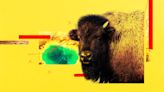 People keep getting gored by bison. Experts weigh in on why, how to stay safe and what happens to the body.
