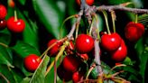 ‘Way too much fruit.’ Small WA farms likely to lose money on cherries after huge CA harvest