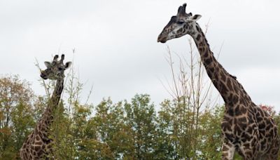 Giraffe at Toronto Zoo dies under anesthesia during castration procedure - Toronto | Globalnews.ca