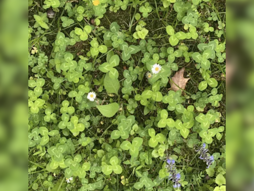 Optical Illusion: Spot the four-leaf clover hidden in this green lush under 20 seconds | - Times of India