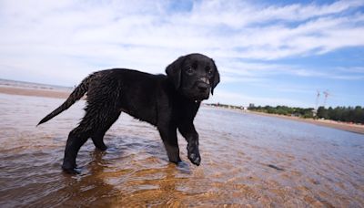 Tiny English Labrador Puppy's First Swim Is Filled With Bravery and Joy