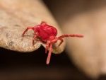 Solved! What Are These Tiny Red Bugs In My Home?