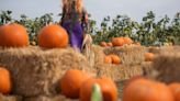 Looking for a pumpkin patch? Take your pick from these Northern Colorado farms this fall