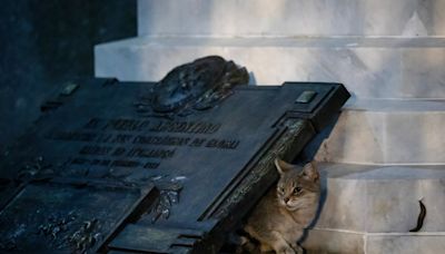 The missing cemetery cats of Buenos Aires: What happened?
