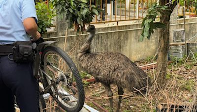 流浮山農莊澳洲鴕鳥鴯鶓「離家出走」 職員找尋兩天 終被擒獲