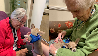 Moment retirement home residents "light up" as tiny dog pays surprise visit