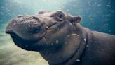 Fiona the Ohio hippo turns 7! Here’s how to meet her