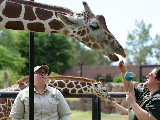 This is what it's like to be a zookeeper at Reid Park Zoo