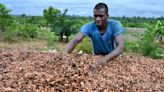 Cocoa Prices Slump as Monthslong Rally Turns Bitter