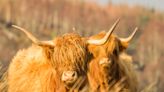 Highland Cows' Reactions to Seeing Mom After 3 Weeks Apart Are Too Sweet