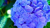 Hydrangeas will grow bigger blooms 1 kitchen scrap is added to garden soil