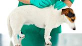 Haemobartonellosis in Dogs: Symptoms, Causes, & Treatments