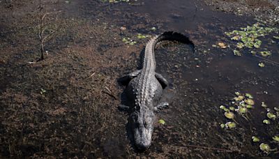 A petting zoo brought an alligator to a Missouri school event. The gator is now missing.