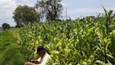 Analysis-Mexico's Lopez Obrador has a farm problem