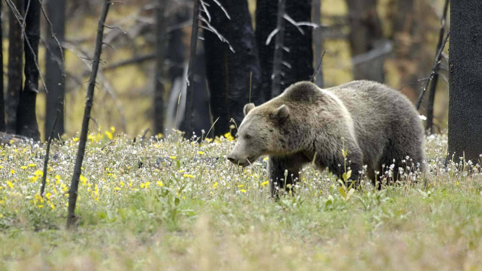 Rare grizzly sighting reported in North Fork of Salmon River area, near Montana state line