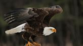 Wildlife experts piece together disturbing puzzle after autopsying eagles: ‘A totally preventable source of mortality’