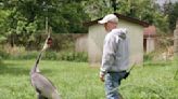 The crane attacked potential mates. But then she fell for her keeper