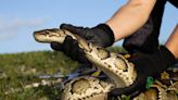 Next ‘Python Challenge’ to take place in the Everglades set for mid-August