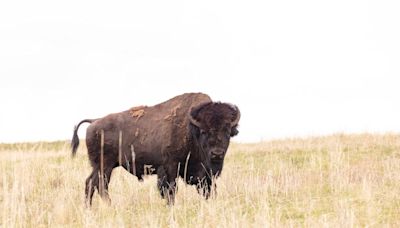 83-year-old woman gored by bison at Yellowstone National Park