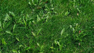 Remove lawn weeds forever by ditching vinegar for expert’s more effective tip