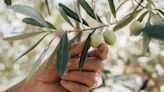 Why You Should Always Buy Olives Harvested By Hand Over Machinery