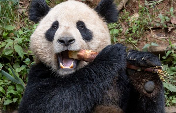 Two giant pandas headed to San Diego Zoo: Get to know Xin Bao, Yun Chuan