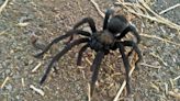 Motorcyclist taken to hospital after tarantula crossing the road causes collision in California