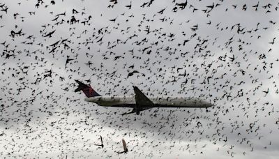 This is what happens when a plane collides with a bird