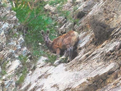 90 minutes with a musk deer in Gurez