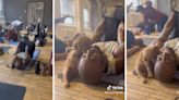 Painfully adorable TikTok reveals that puppy yoga and coconut oil do not mix