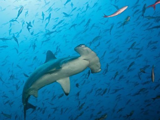 Several shark species are facing extinction. Here’s how you can help