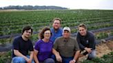 Central Alberta farmers hit by hailstorm ask for fruit and vegetable crop insurance