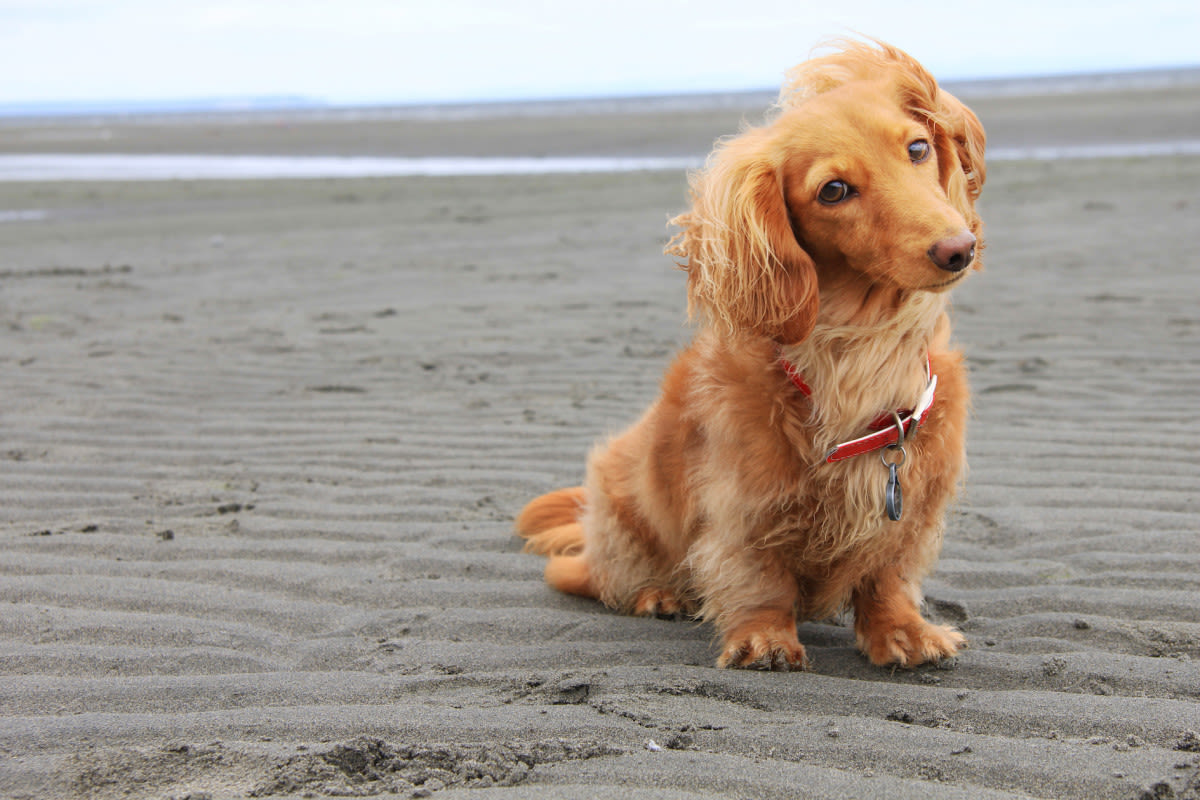 Tiny Dachshund Hops with Glee on His Very First Trip to the Beach