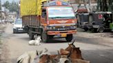 Stray Cattle Menace In Bhopal: Monsoon Pushes Accident Tally To 40 Per Day