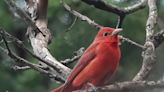 Birders atwitter as rare summer tanager makes flashy first-ever appearance near Victoria, B.C.