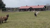 Rescued 10-Year-Old Sheep Can't Believe She Finally Has Her Own Herd